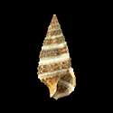 To Conchology (Cerithium zonatum)