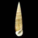 To Conchology (Rhinoclavis fasciata OLIVE)
