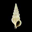 To Conchology (Cerithium rostratum)