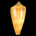 To Conchology (Calibanus furvus ORANGE)