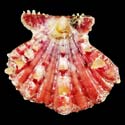 To Conchology (Mirapecten mirificus RED)