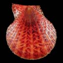 To Conchology (Laevichlamys squamosa RED)
