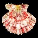 To Conchology (Mirapecten mirificus SPECIAL COLOR)