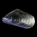 To Conchology (Modiolus auriculatus BLUE)