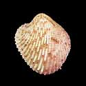 To Conchology (Centrocardita sagamiensis)