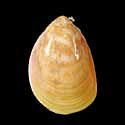 To Conchology (Acrosterigma attenuatum)