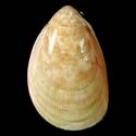 To Conchology (Acrosterigma attenuatum)