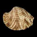 To Conchology (Antigona lamellaris)