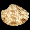 To Conchology (Antigona lamellaris)