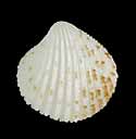 To Conchology (Arcturellina pelseneeri)