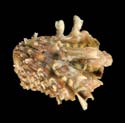 To Conchology (Cardita crassicosta)