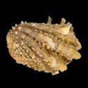 To Conchology (Cardita crassicosta)