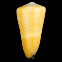To Conchology (Virgiconus emaciatus)