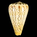 To Conchology (Dendroconus suratensis)