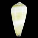 To Conchology (Virgiconus terebra YOUNG)