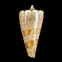 To Conchology (Conasprella kimioi)