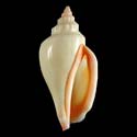 To Conchology (Canarium urceus urceus SPECIAL COLOR)