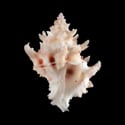 To Conchology (Babelomurex princeps)