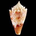 To Conchology (Taranteconus chiangi)