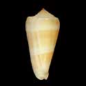 To Conchology (Pionoconus consors BROWN)