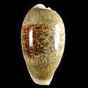 To Conchology (Erronea errones GIANT)