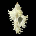 To Conchology (Chicoreus brunneus ALBINO)