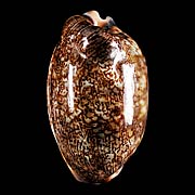 To Conchology (Mauritia eglantina FREAK)