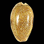To Conchology (Naria erosa erosa)