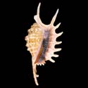 To Conchology (Ophioglossolambis digitata GIANT)