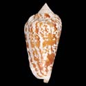 To Conchology (Conomurex decorus)