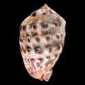 To Conchology (Cypraecassis coarctata)