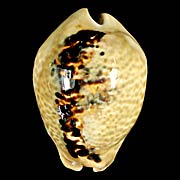 To Conchology (Muracypraea mus bicornis)