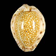 To Conchology (Naria ocellata)
