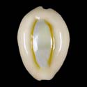 To Conchology (Monetaria obvelata)