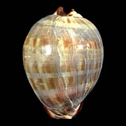 To Conchology (Trona stercoraria YOUNG)