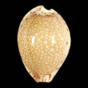 To Conchology (Naria lamarckii)
