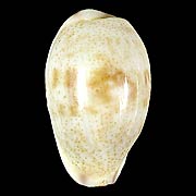 To Conchology (Purpuradusta fimbriata fimbriata)