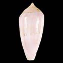To Conchology (Leporiconus granum PURPLE)