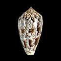 To Conchology (Pionoconus achatinus)