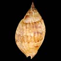 To Conchology (Enaeta barnesii)