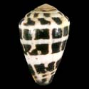 To Conchology (Virroconus ebraeus)
