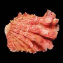 To Conchology (Cardita crassicosta RED)