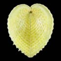 To Conchology (Corculum cardissa YELLOW)