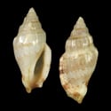 To Conchology (Canarium wilsonorum)