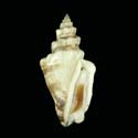 To Conchology (Canarium urceus orrae)