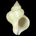 To Conchology (Coralliophila ovoidea cf.)