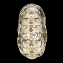 To Conchology (Acanthopleura gemmata LARGE)