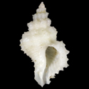 To Conchology (Babelomurex indicus cf.)