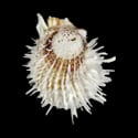 To Conchology (Spondylus castus)