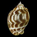 To Conchology (Phalium areola LARGE SPECIAL COLOR)